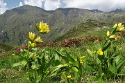 83 Gentiana lutea